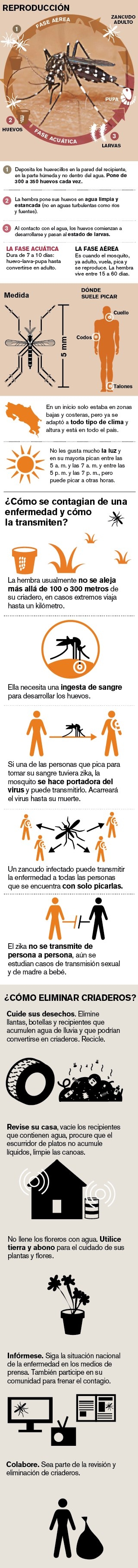 Así Es El Aedes Aegypti, Un Mosquito Que Tiene En Vilo Al Continente for Nombre Escrito Del Dengue Dibujado