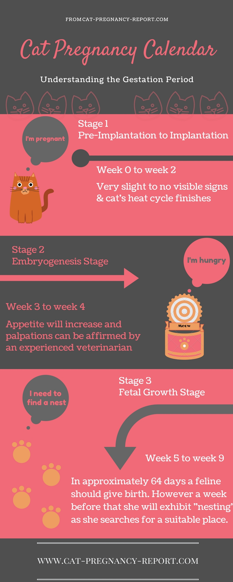 Cat Pregnancy Calendar - A Stage-By-Stage Description - Cat for Pregnancy Timeline Week By Week