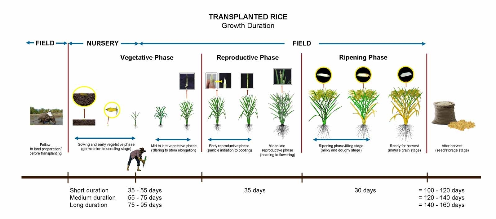 Crop Calendar - Irri Rice Knowledge Bank for Crop Calender Of Sri Lanka