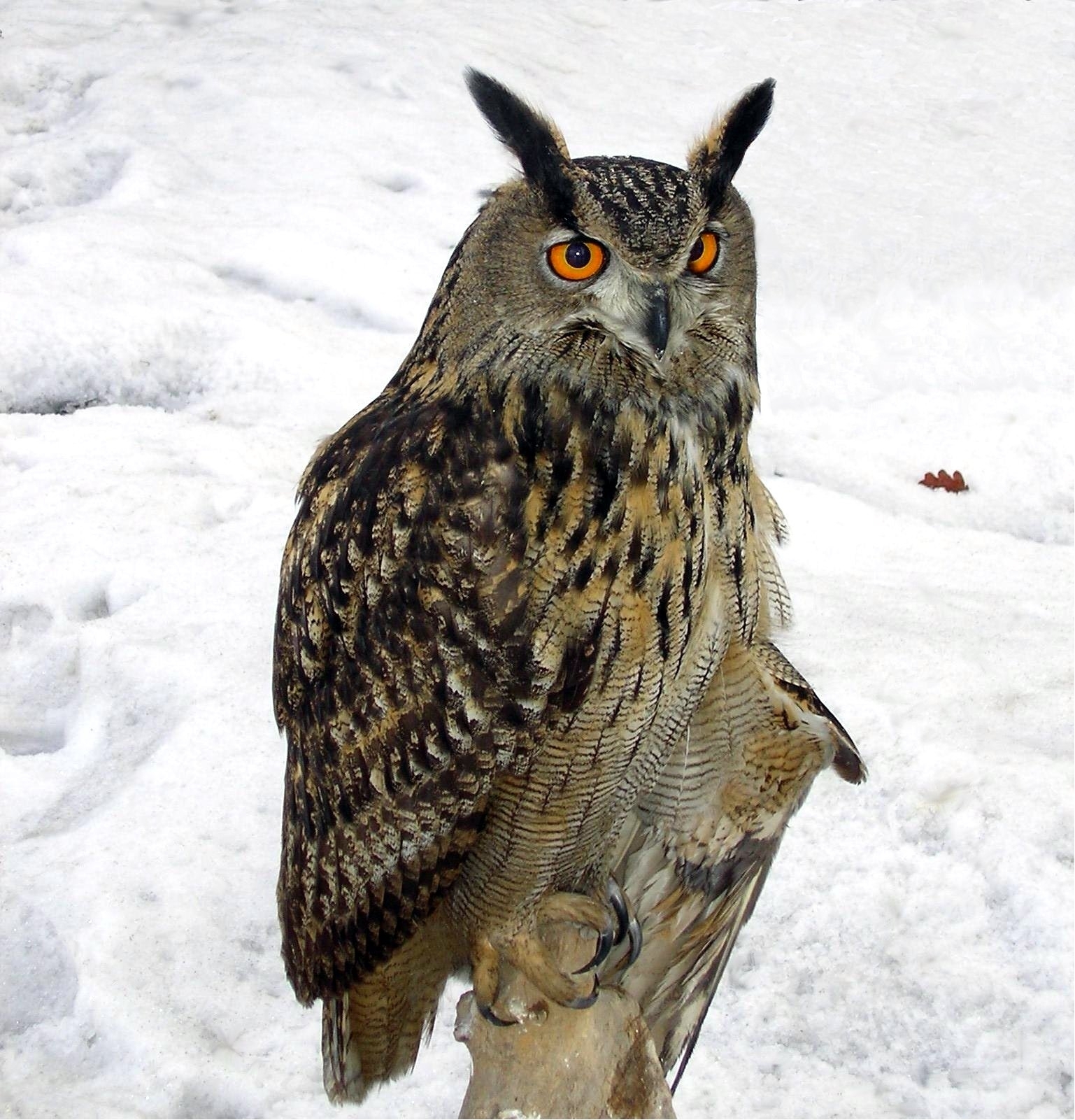 Eurasian Eagle-Owl - Wikipedia intended for Printable Months Of Year Owl