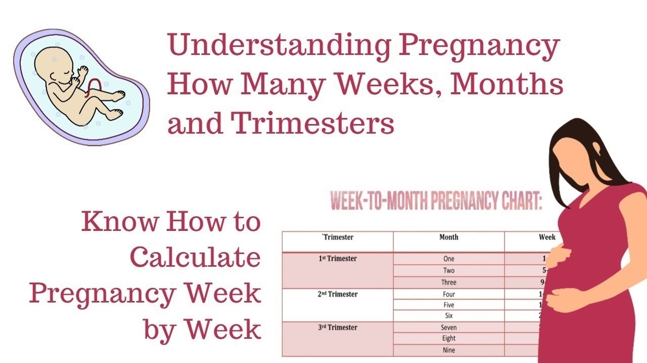 How To Calculate Your Pregnancyweeks, Months &amp; Trimesters regarding Pregnancy Calendar Weeks To Months