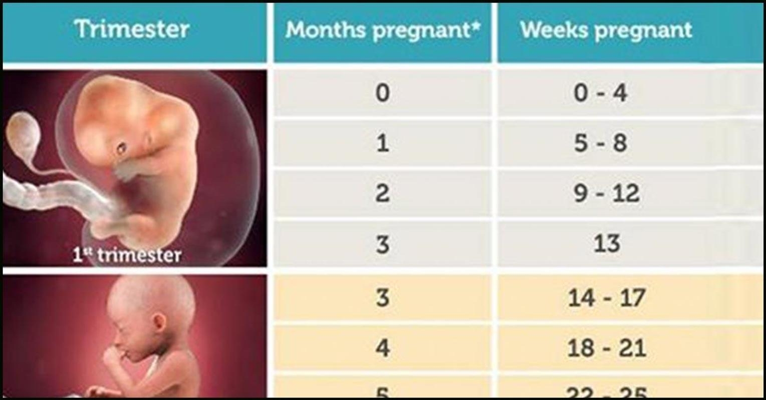 Pregnancy Calculator Dayday For Android - Apk Download inside Weeks Of Pregnancy Day By Day