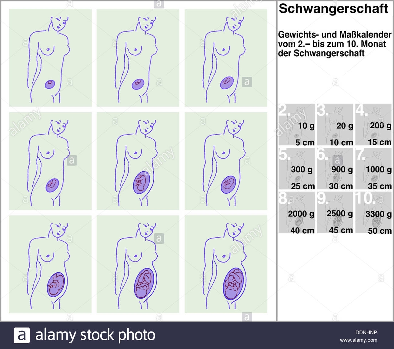 Pregnancy Calendar Week Archives - Hashtag Bg for Pregnancy Week To Month Calendar