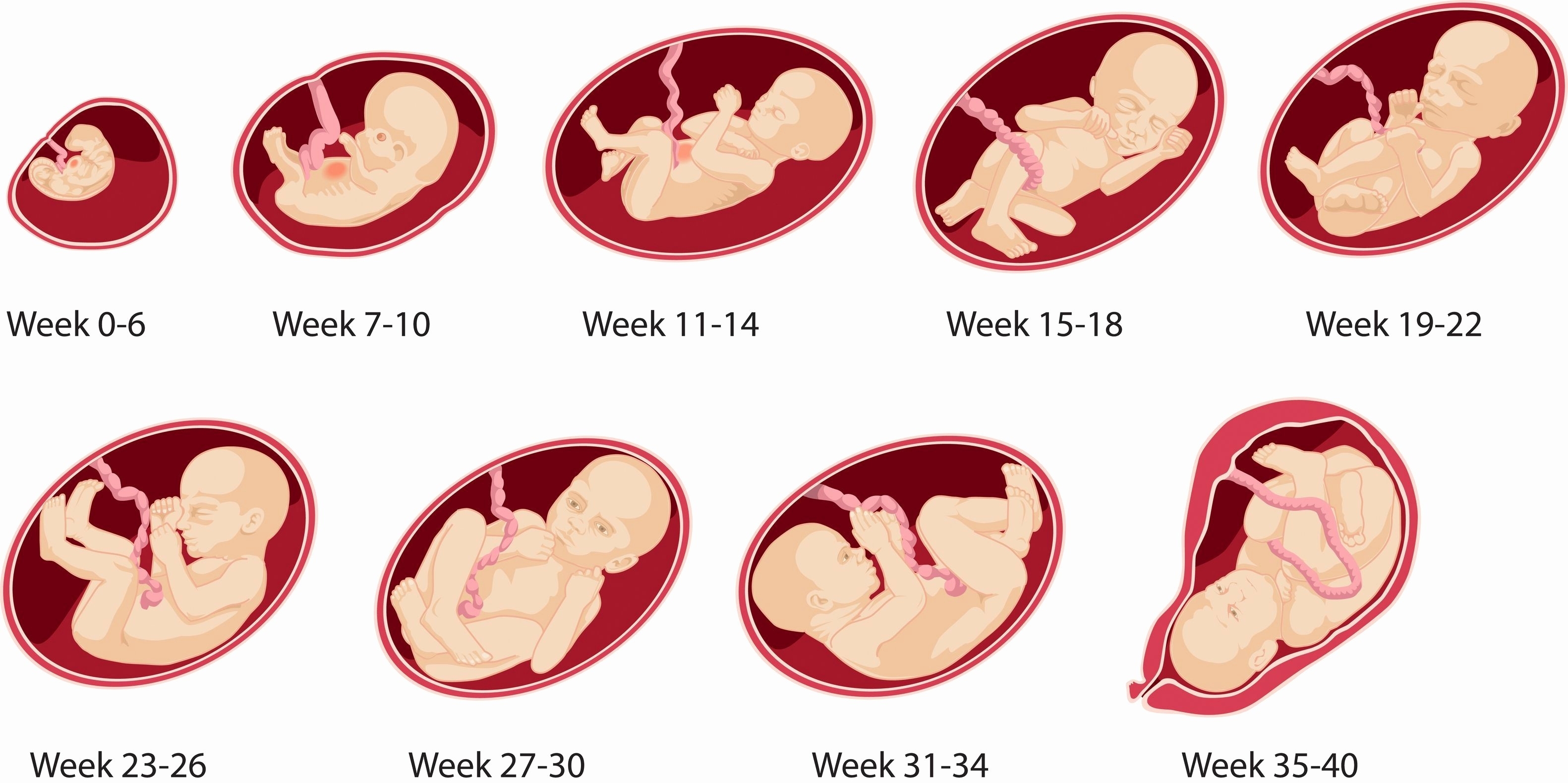 Pregnancy Weeks And Months Calendar - Alexa Oralle