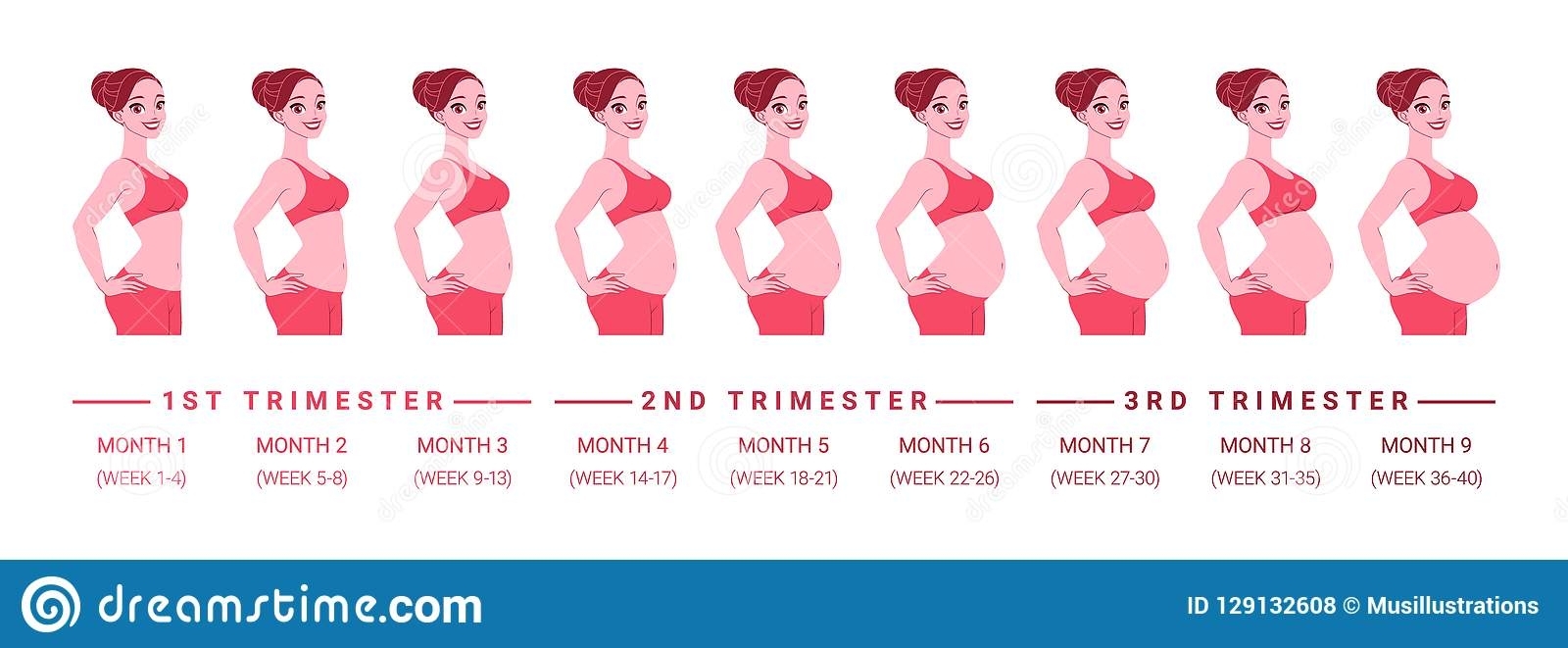 Pregnancy Developmentmonths. Isolated Vector Illustration. Stock pertaining to Pregnancy Stages Months And Weeks