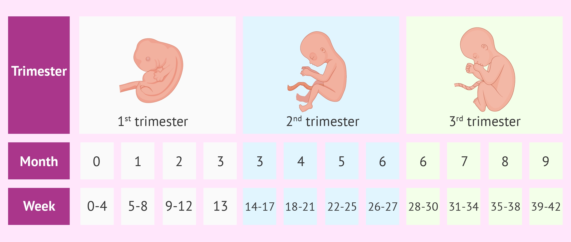 Development Of Baby In Each Trimester