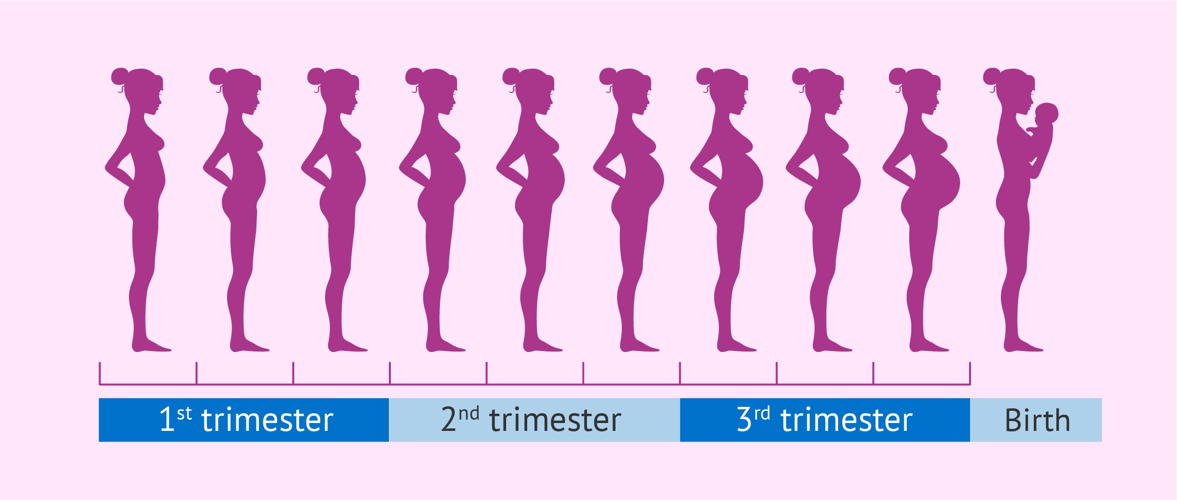 Pregnancy Stages Months And Weeks 