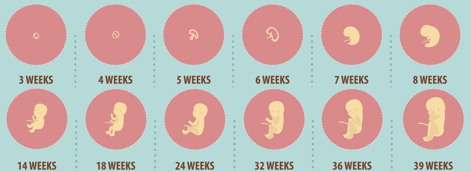 week by week baby tracker