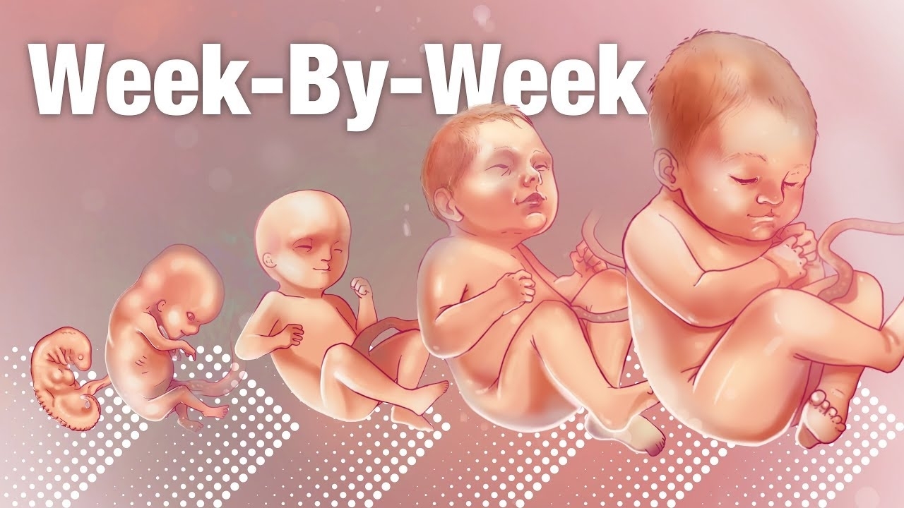 Pregnancy Week-By-Week 🌟 Weeks 3-42 Fetal Development 👶🏼 - Youtube within Pregnancy Photos Week By Week