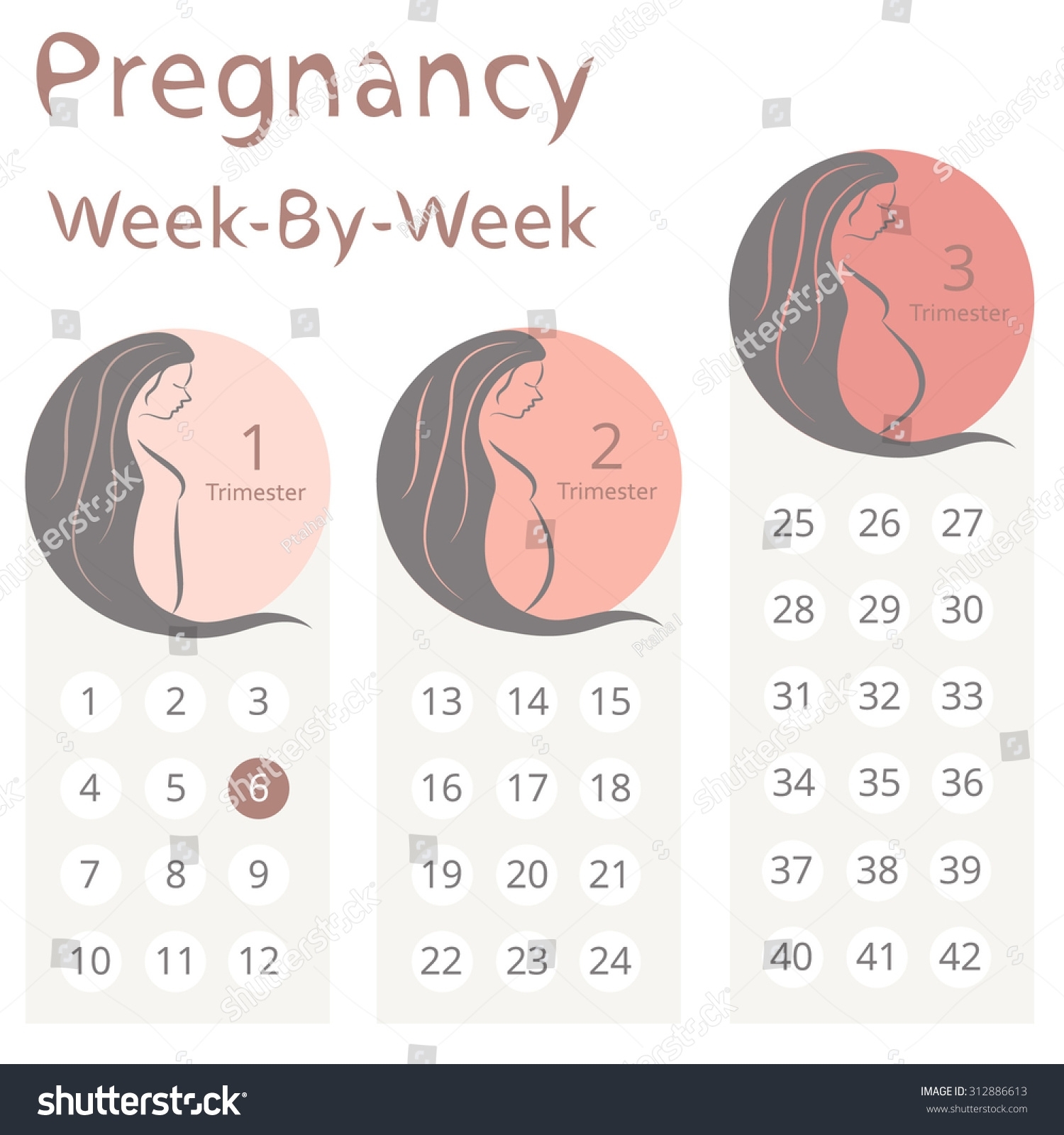 Pregnancy Weekweek Calendar Trimesters Stock Vector (Royalty intended for Pregnancy Week By Week Calendar