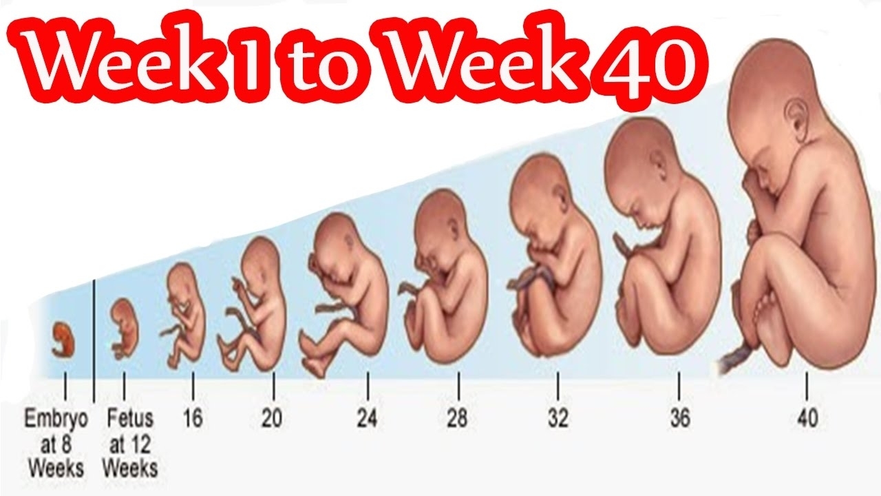 Pregnancy Timeline Week By Week