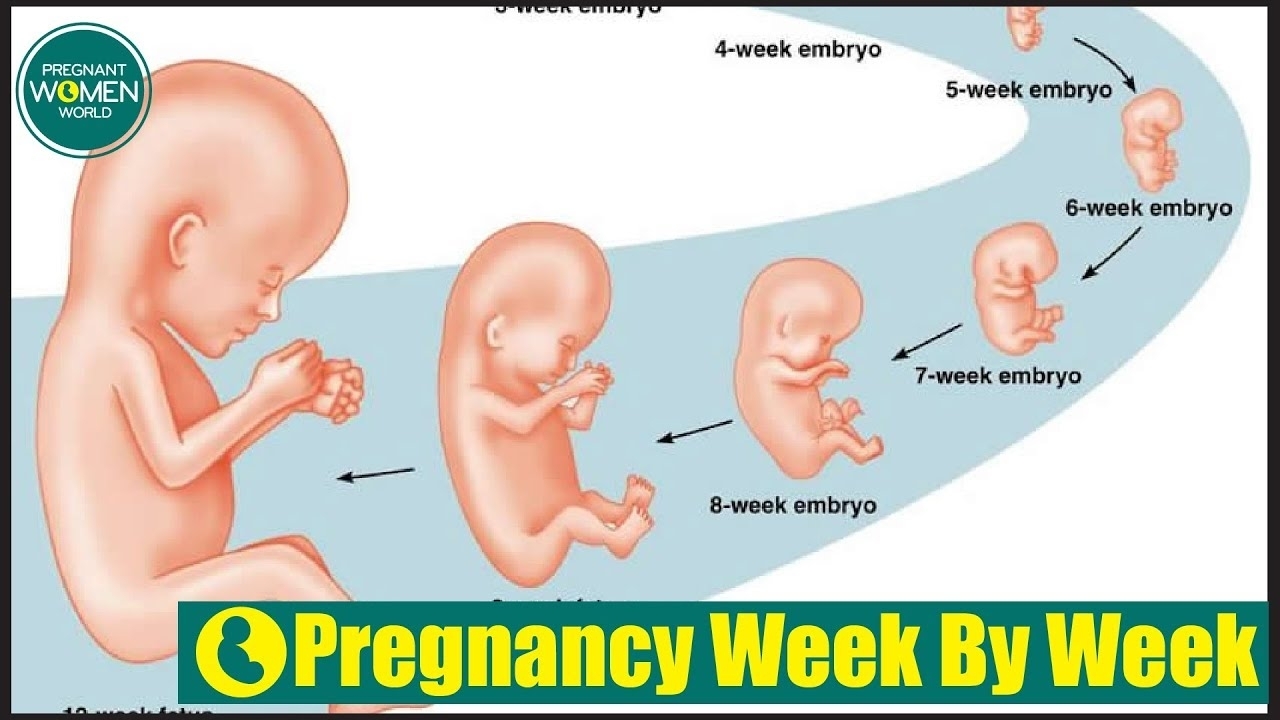 Pregnancy Weekweek: Stages Of Fetal Development During 9 Months throughout Pregnancy Stages Months And Weeks