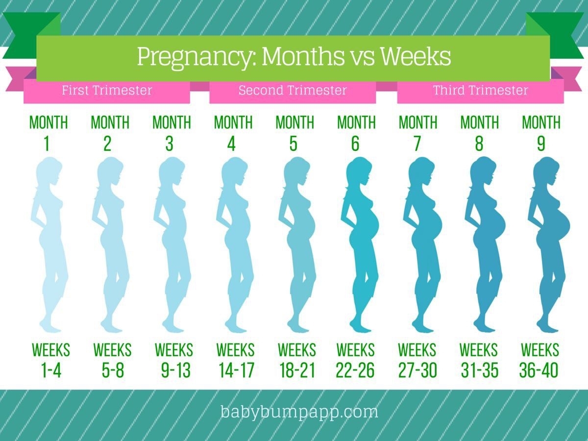 Month To Month Pregnancy Calendar - Cass Danielle