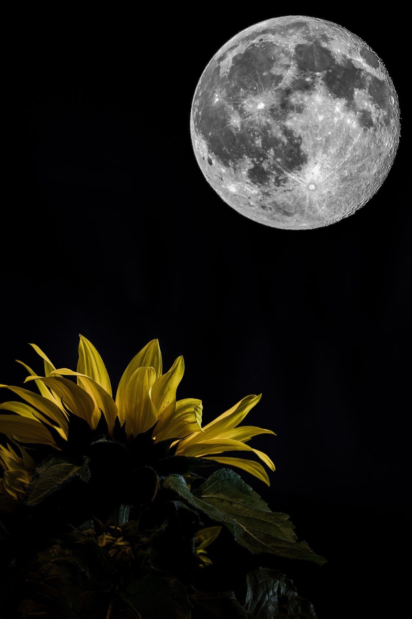 Related Image | Artwork | M O O N &amp; S T A R S | Sunflower Pictures with Moon Pictures Moon Related Pictures