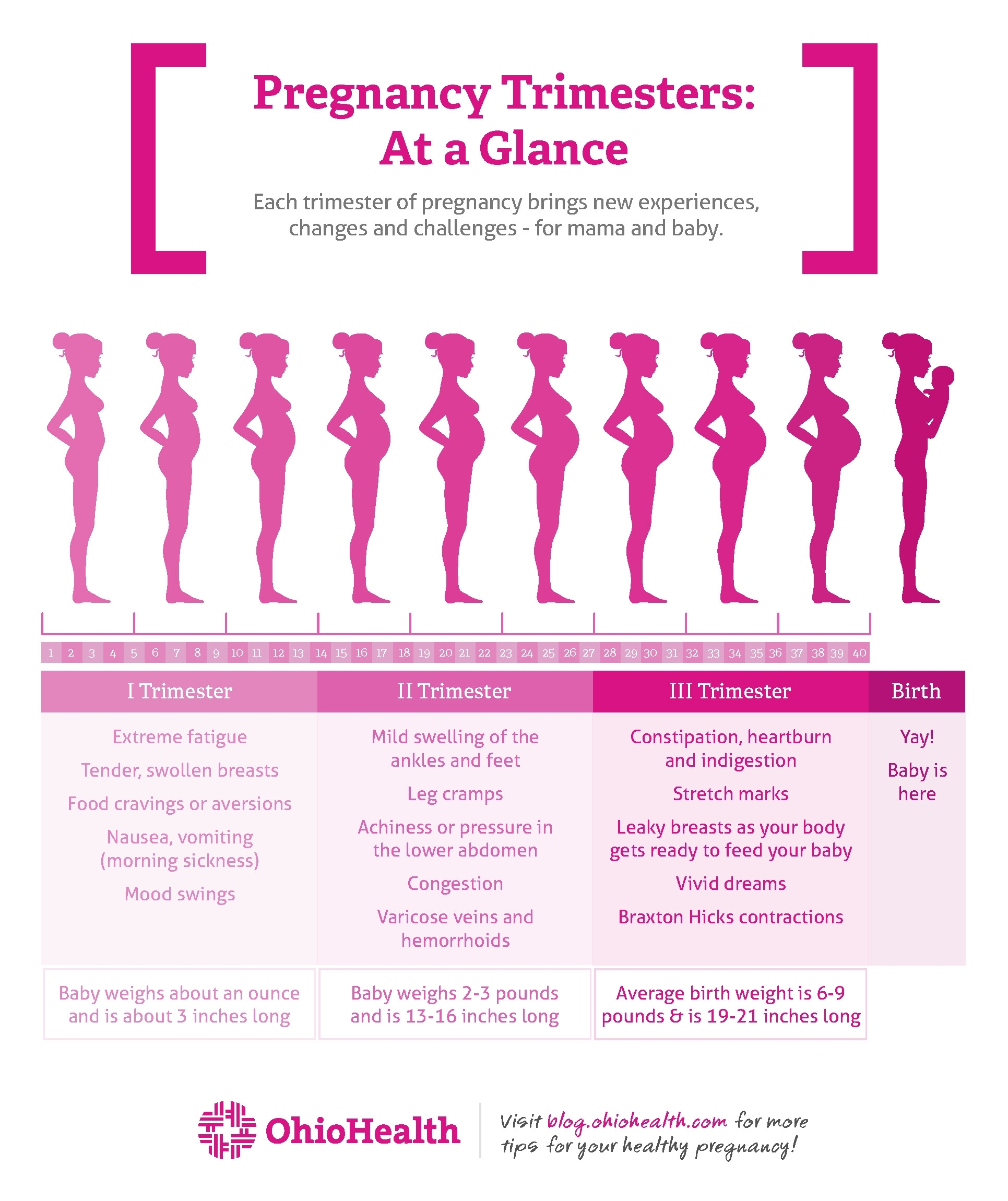 Pregnancy Stages Months And Weeks