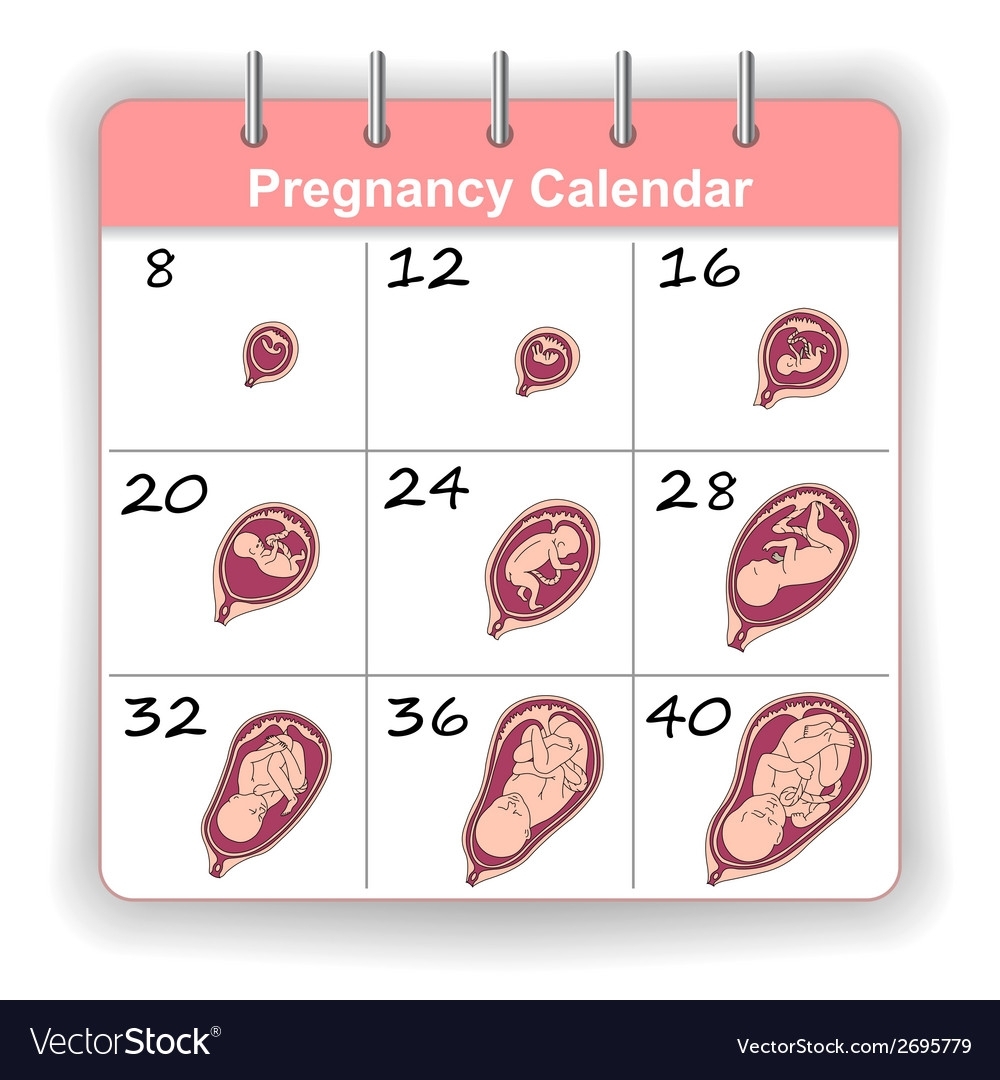 Growth Of A Human Fetus On Weeks Calendar with regard to Weekly Pregnancy Calendar Week By Week Pregnancy Calendar