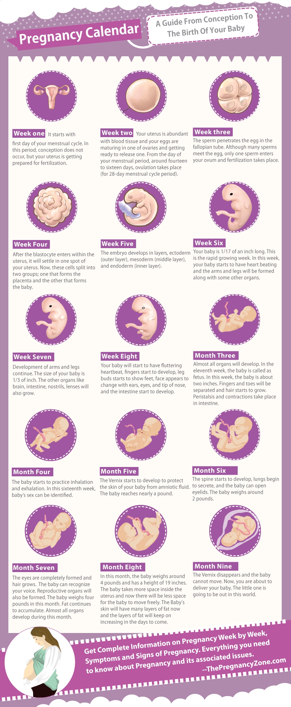 A Guide From Conception To The Birth Of Your Baby #pregnancy with regard to Month By Month Pregnancy Calendar