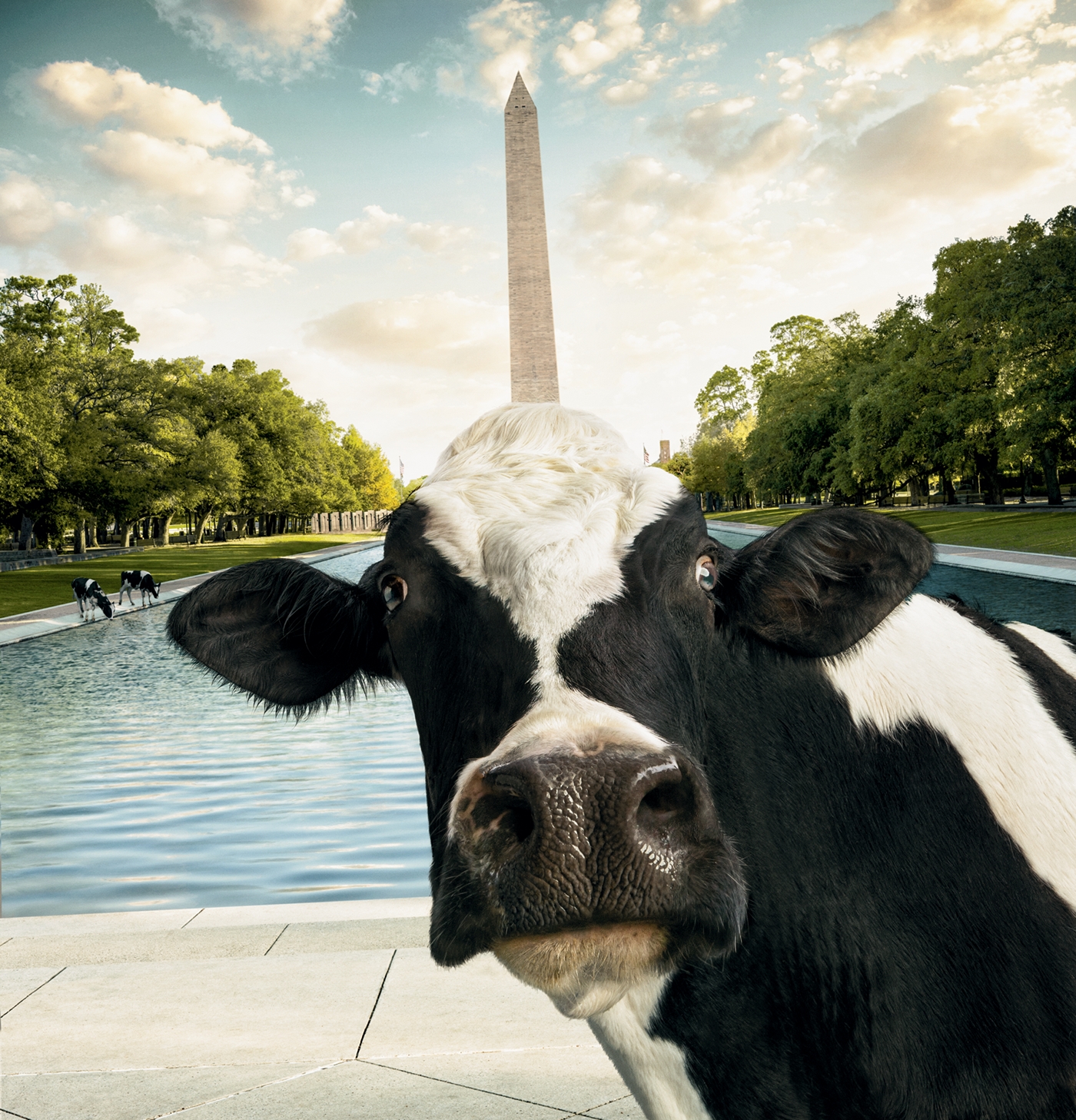 Cow Calendar Chick Fil A