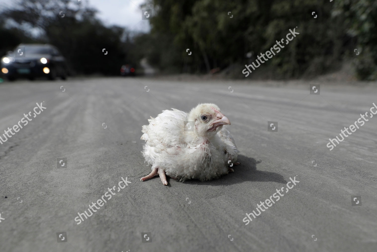 Chick Lies Alone On Road Covered Volcanic Editorial Stock for Chick To By In 2020