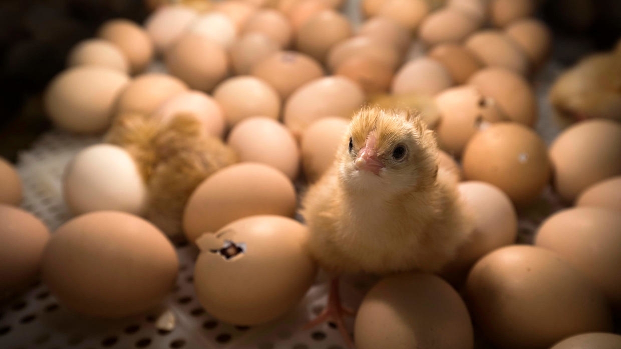 France To Ban Systematic Culling Of Male Chicks: Minister pertaining to Chick To By In 2020