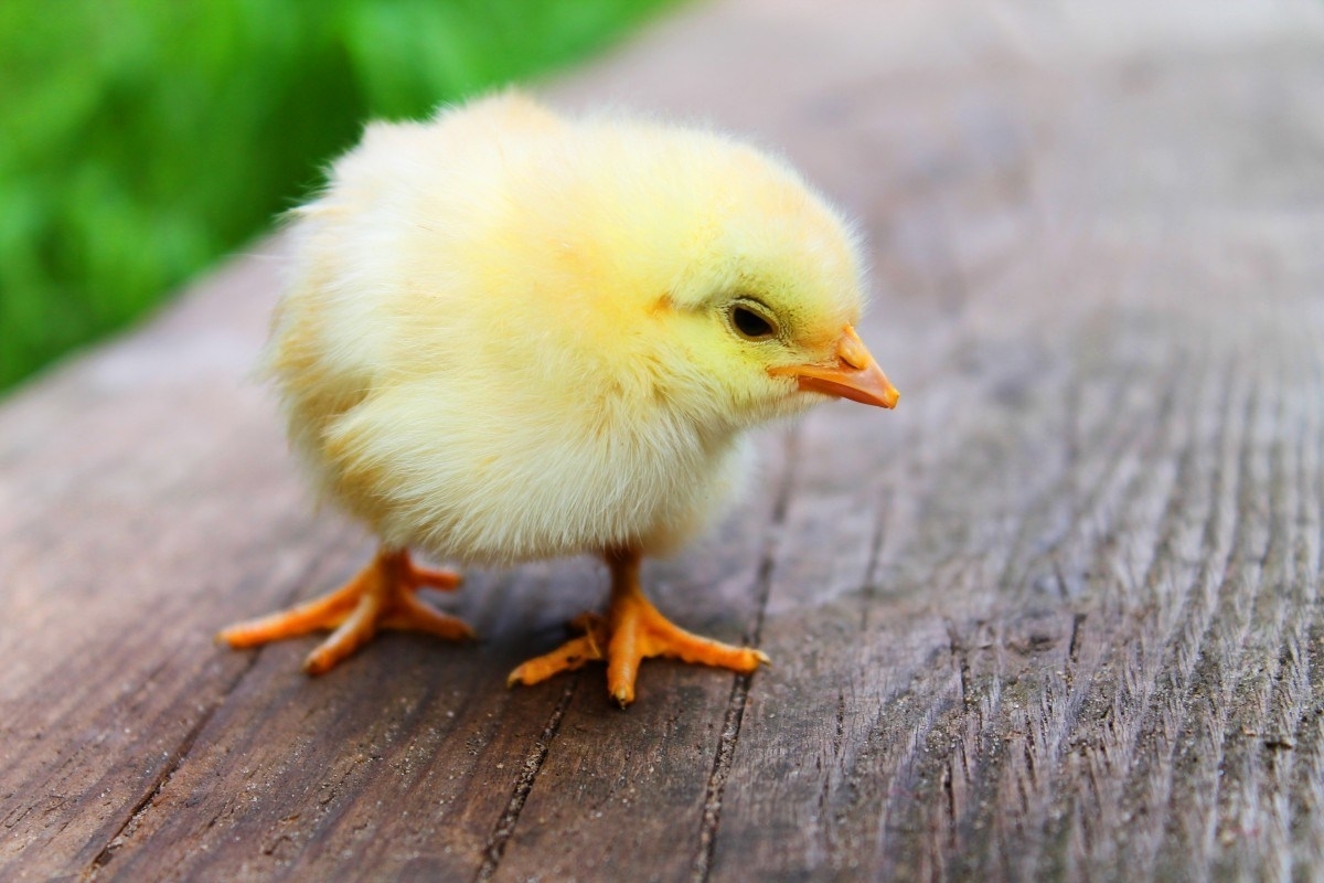 France To Ban The &#039;grinding Up&#039; Of Male Chicks2021 inside Chick To By In 2020