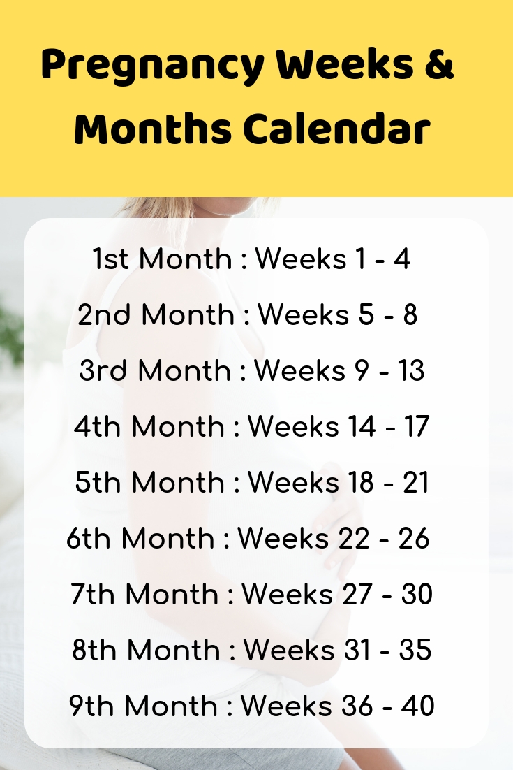 Month By Month Pregnancy Calendar