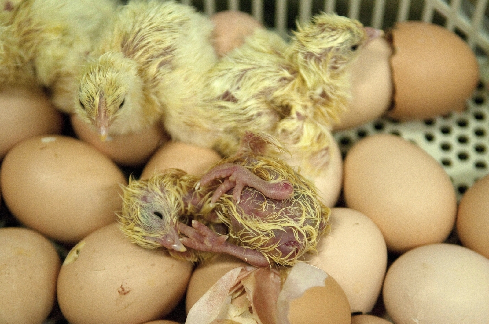 Us Egg Farmers To Stop Grinding Male Chicks Alive2020 within Chick To By In 2020